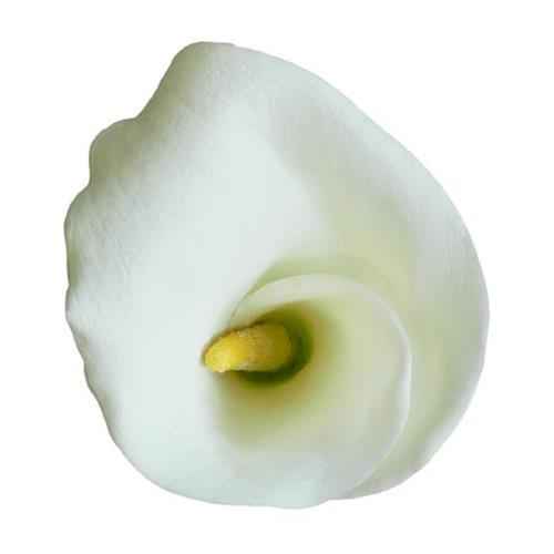 80Cm Magnum Open Cut White Calla Lily